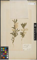 Foto von Salix purpurea L.